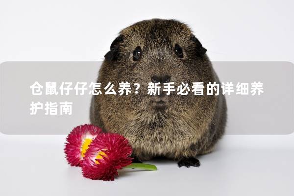 仓鼠仔仔怎么养？新手必看的详细养护指南