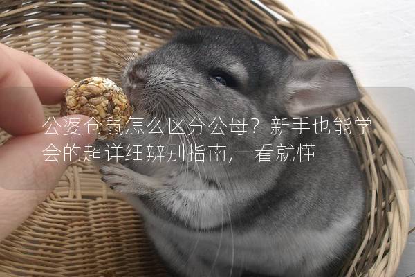 公婆仓鼠怎么区分公母？新手也能学会的超详细辨别指南,一看就懂