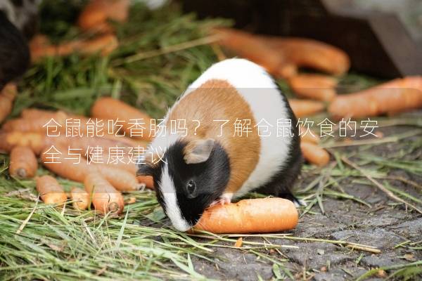 仓鼠能吃香肠吗？了解仓鼠饮食的安全与健康建议