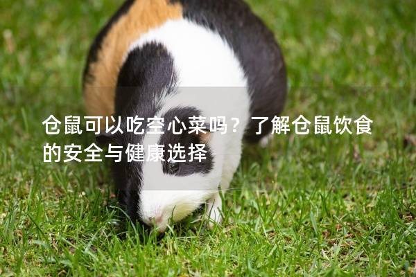 仓鼠可以吃空心菜吗？了解仓鼠饮食的安全与健康选择