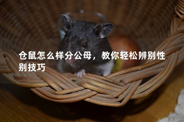 仓鼠怎么样分公母，教你轻松辨别性别技巧