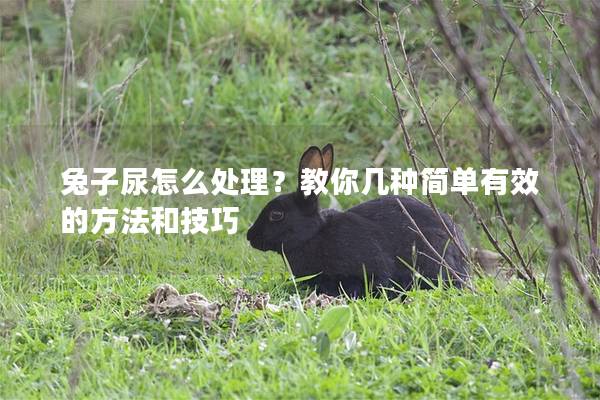 兔子尿怎么处理？教你几种简单有效的方法和技巧