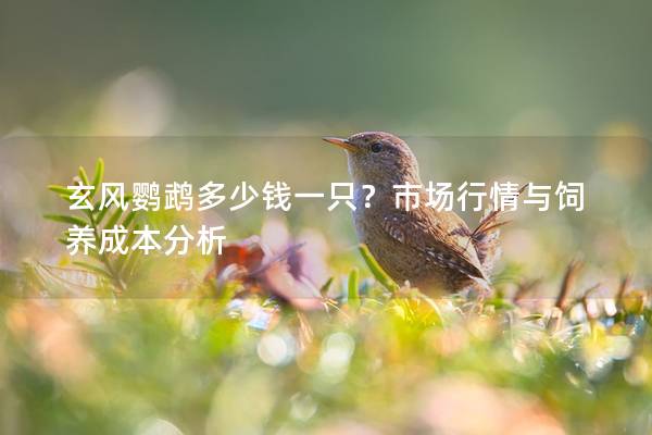玄风鹦鹉多少钱一只？市场行情与饲养成本分析