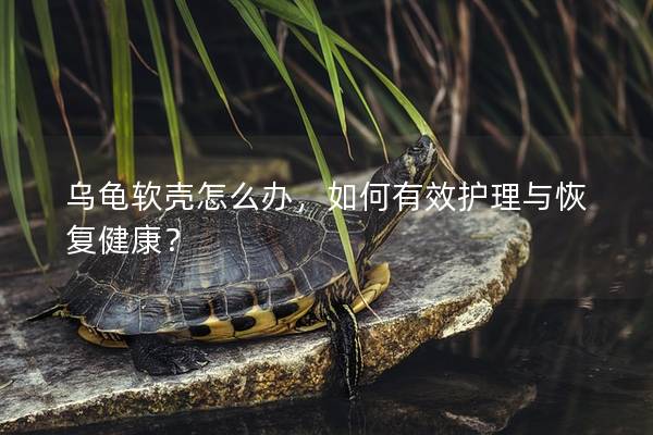 乌龟软壳怎么办，如何有效护理与恢复健康？