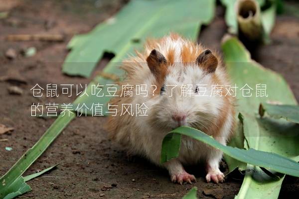 仓鼠可以吃豆腐吗？了解豆腐对仓鼠的营养价值与风险