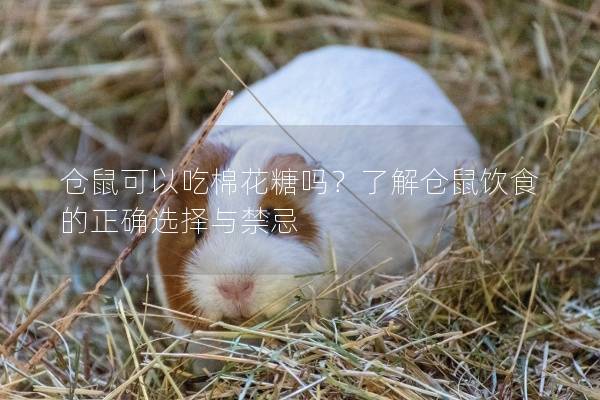 仓鼠可以吃棉花糖吗？了解仓鼠饮食的正确选择与禁忌