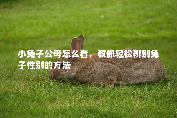 小兔子公母怎么看，教你轻松辨别兔子性别的方法