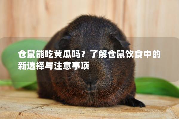 仓鼠能吃黄瓜吗？了解仓鼠饮食中的新选择与注意事项