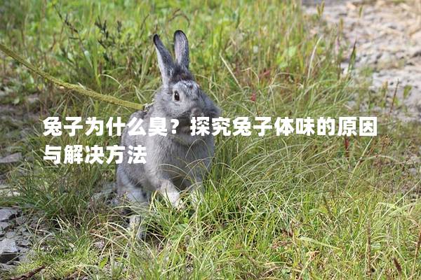 兔子为什么臭？探究兔子体味的原因与解决方法
