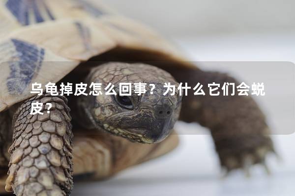 乌龟掉皮怎么回事？为什么它们会蜕皮？