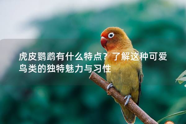 虎皮鹦鹉有什么特点？了解这种可爱鸟类的独特魅力与习性