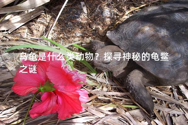 乌龟是什么类动物？探寻神秘的龟鳖之谜