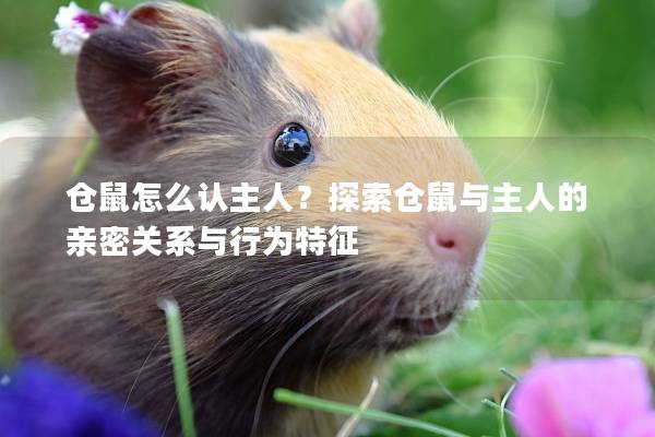 仓鼠怎么认主人？探索仓鼠与主人的亲密关系与行为特征