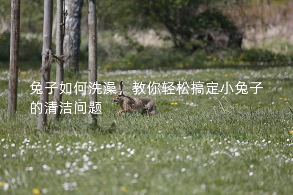 兔子如何洗澡，教你轻松搞定小兔子的清洁问题