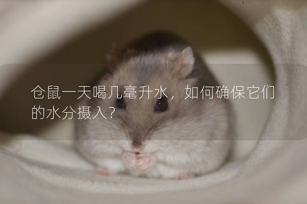 仓鼠一天喝几毫升水，如何确保它们的水分摄入？
