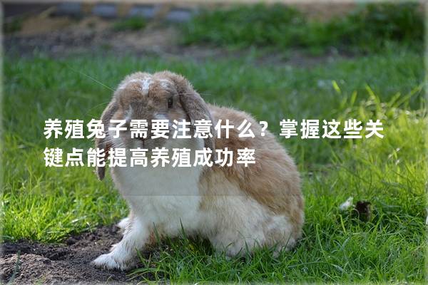 养殖兔子需要注意什么？掌握这些关键点能提高养殖成功率