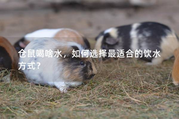 仓鼠喝啥水，如何选择最适合的饮水方式？
