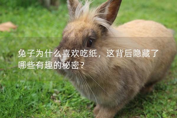 兔子为什么喜欢吃纸，这背后隐藏了哪些有趣的秘密？
