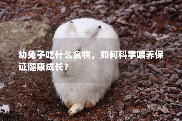 幼兔子吃什么食物，如何科学喂养保证健康成长？