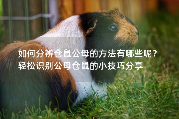 如何分辨仓鼠公母的方法有哪些呢？轻松识别公母仓鼠的小技巧分享