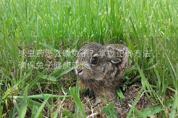 球虫药怎么喂兔子？掌握正确方法，确保兔子健康成长