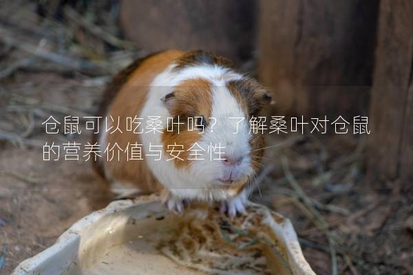 仓鼠可以吃桑叶吗？了解桑叶对仓鼠的营养价值与安全性