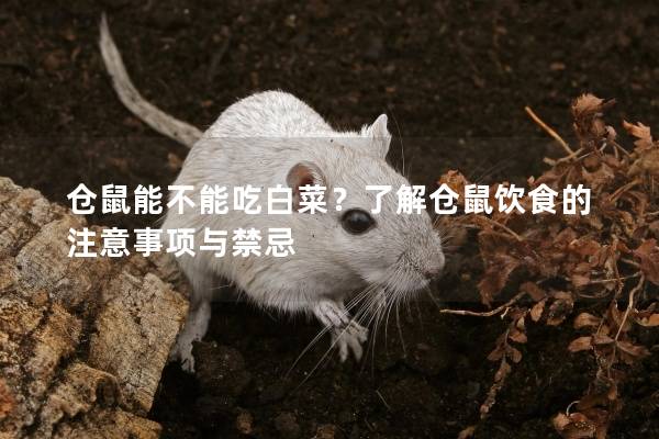 仓鼠能不能吃白菜？了解仓鼠饮食的注意事项与禁忌