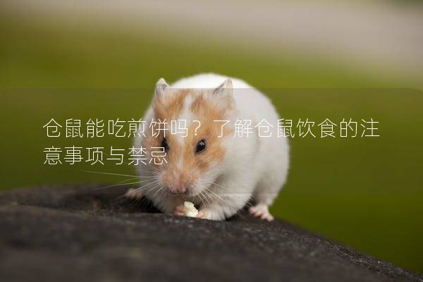 仓鼠能吃煎饼吗？了解仓鼠饮食的注意事项与禁忌