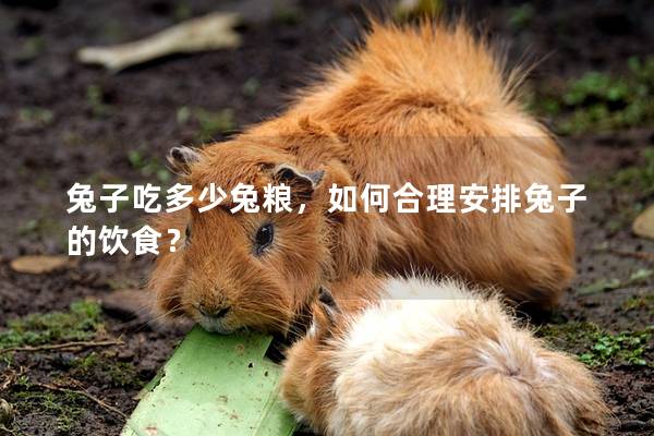 兔子吃多少兔粮，如何合理安排兔子的饮食？