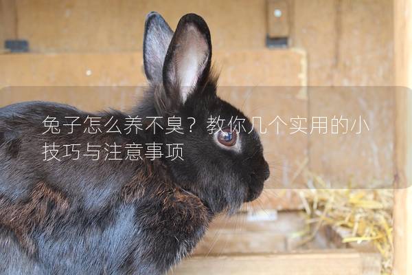 兔子怎么养不臭？教你几个实用的小技巧与注意事项
