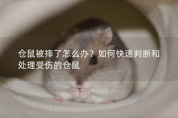仓鼠被摔了怎么办？如何快速判断和处理受伤的仓鼠