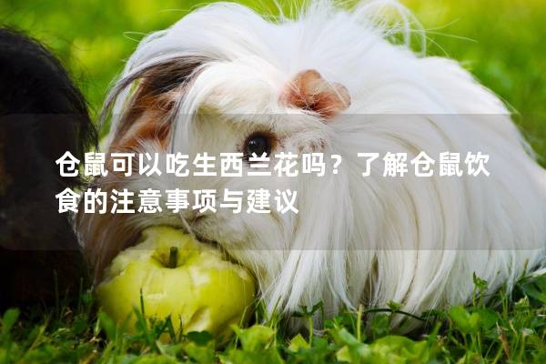 仓鼠可以吃生西兰花吗？了解仓鼠饮食的注意事项与建议