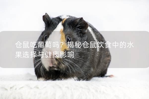 仓鼠吃葡萄吗？揭秘仓鼠饮食中的水果选择与健康影响