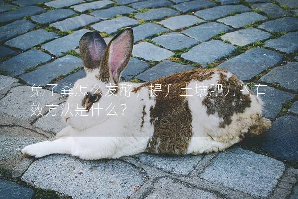 兔子粪怎么发酵，提升土壤肥力的有效方法是什么？