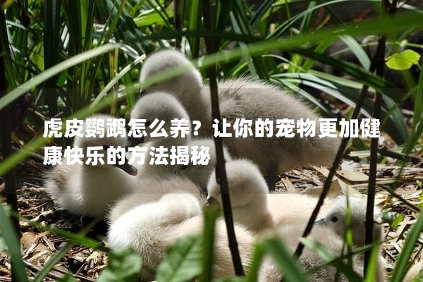 虎皮鹦鹉怎么养？让你的宠物更加健康快乐的方法揭秘