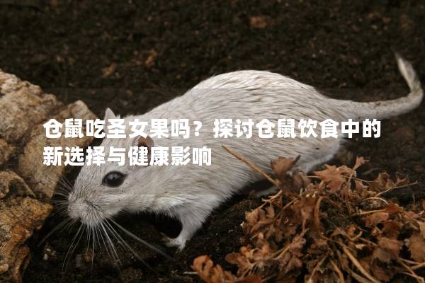 仓鼠吃圣女果吗？探讨仓鼠饮食中的新选择与健康影响