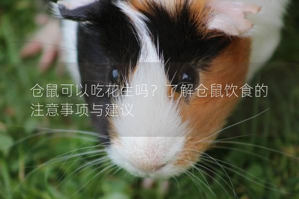 仓鼠可以吃花生吗？了解仓鼠饮食的注意事项与建议