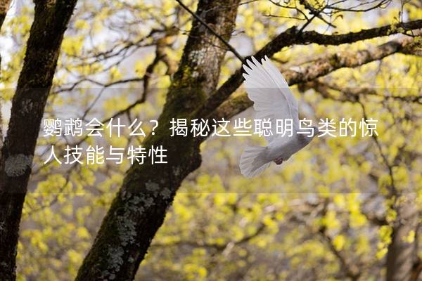 鹦鹉会什么？揭秘这些聪明鸟类的惊人技能与特性
