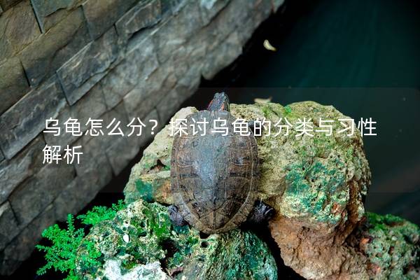 乌龟怎么分？探讨乌龟的分类与习性解析