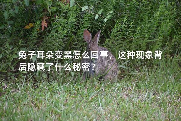 兔子耳朵变黑怎么回事，这种现象背后隐藏了什么秘密？