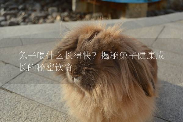 兔子喂什么长得快？揭秘兔子健康成长的秘密饮食