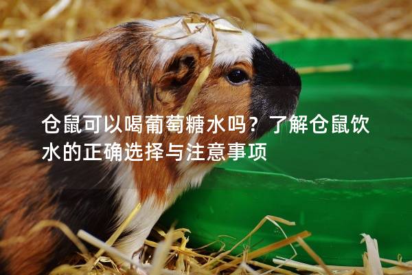 仓鼠可以喝葡萄糖水吗？了解仓鼠饮水的正确选择与注意事项