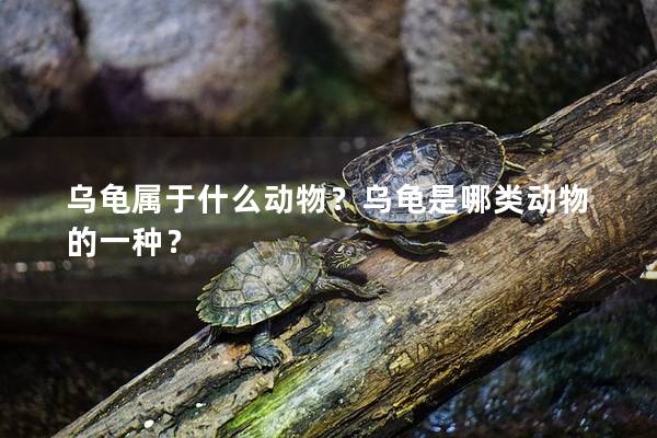 乌龟属于什么动物？乌龟是哪类动物的一种？