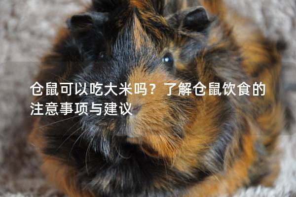 仓鼠可以吃大米吗？了解仓鼠饮食的注意事项与建议