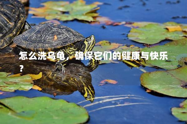 怎么洗乌龟，确保它们的健康与快乐？