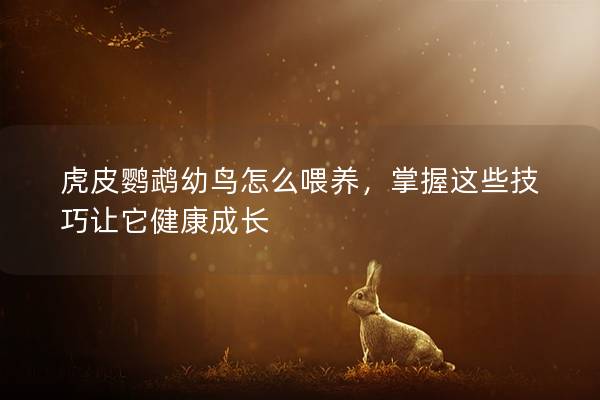 虎皮鹦鹉幼鸟怎么喂养，掌握这些技巧让它健康成长