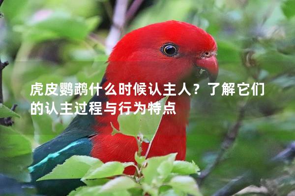 虎皮鹦鹉什么时候认主人？了解它们的认主过程与行为特点
