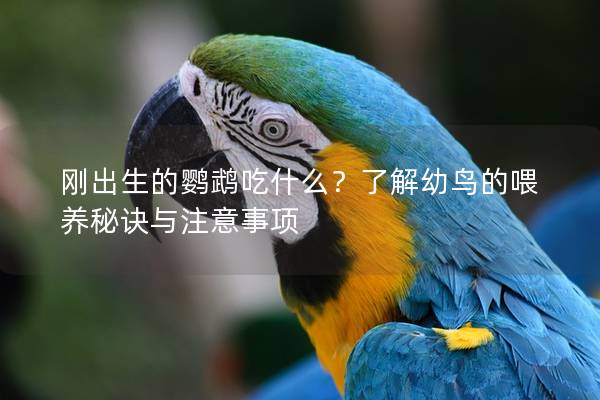 刚出生的鹦鹉吃什么？了解幼鸟的喂养秘诀与注意事项