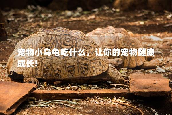 宠物小乌龟吃什么，让你的宠物健康成长!