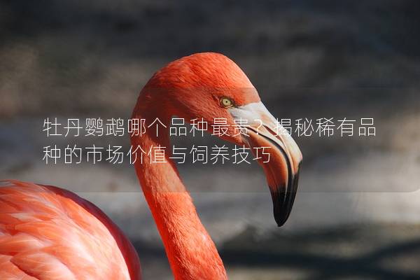 牡丹鹦鹉哪个品种最贵？揭秘稀有品种的市场价值与饲养技巧